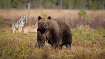 Fototapeta premium European brown bear and wolves