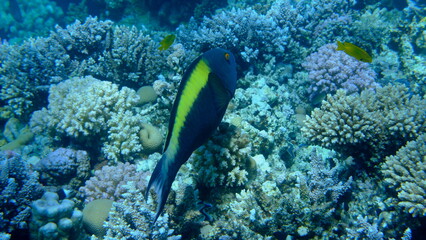 Bicolour parrotfish (Cetoscarus bicolor) undersea, Red Sea, Egypt, Sharm El Sheikh, Montazah Bay