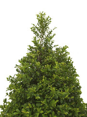 Young tree front view isolated photo