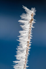 hoar frost on plants at a very cold winter day