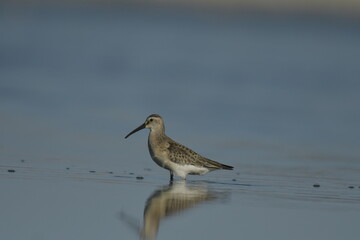 Curlew Sandpiper  - (Calidris ferruginea) 