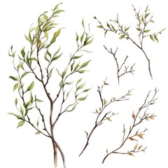 Obraz premium Watercolor painting of various twigs and leaves, isolated on white background, for design elements