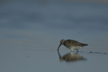 Curlew Sandpiper  - (Calidris ferruginea) 