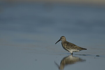 Curlew Sandpiper  - (Calidris ferruginea) 