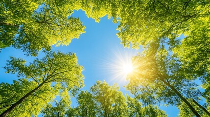 Fototapeta premium Majestic trees reaching upward in a sun-drenched summer forest, providing an excellent canvas for a creative banner with room for text.