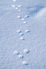 fresh rabbit track in snow after the night