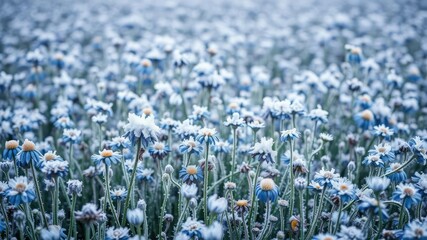 Blue flower field covered in thick layer of frost and snowflakes, field, snow