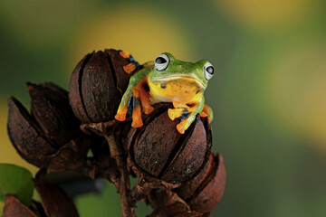 Rhacophorus reinwardtii, Flying tree frog on the branch