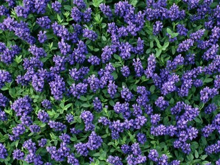 Obraz premium A Seamless Pattern mini lavender flowers 