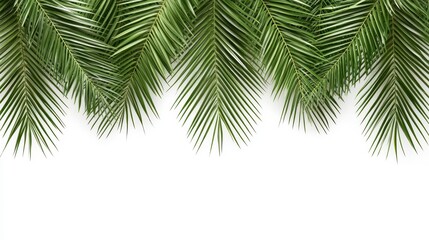 Naklejka premium Lush Green Palm Fronds Border on White Background Tropical Summer Design Element