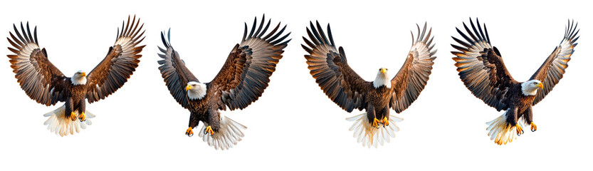 Fototapeta premium Set of bald eagle with wings spread isolated on transparent background