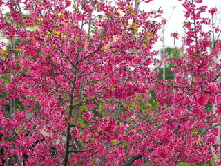 Background of pink Prunus cerasoides flowers against bright blue sky. Wild Himalayan cherry or sour cherry blooms emerge in clusters near the end of the branches. Thai Sakura boom on high mountains. 
