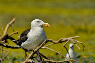 Great black-backed gull (Larus marinus) 