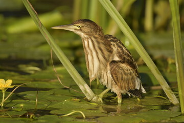 Little Bittern (Ixobrychus minutus) 