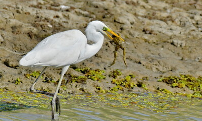Great Egret (Ardea alba) 