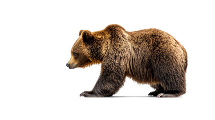 Bear and Cub Face Each Other on Transparent Background