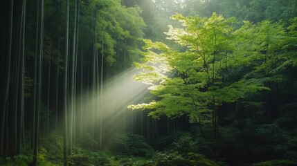 Obraz premium Enchanting bamboo forest scene with sunbeams illuminating vibrant foliage, perfect for nature lovers seeking tranquility and peaceful retreats.