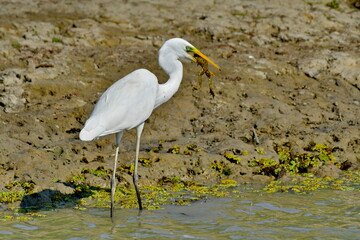 Great Egret (Ardea alba) 