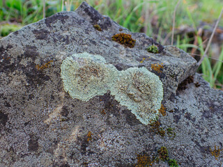 Macro view of lichen on granite rocks
