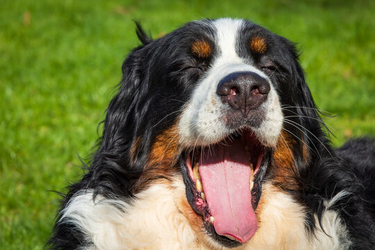 I'm sooo tired Bernese Mountain Dog takes a nap in the garden
