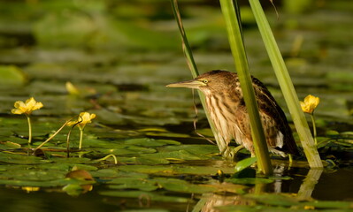 Little Bittern (Ixobrychus minutus) 