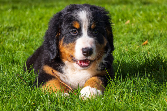 Bernese Mountain Dog puppy lying in the grass and gnawing on a little stick