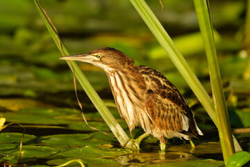 Little Bittern (Ixobrychus minutus) 