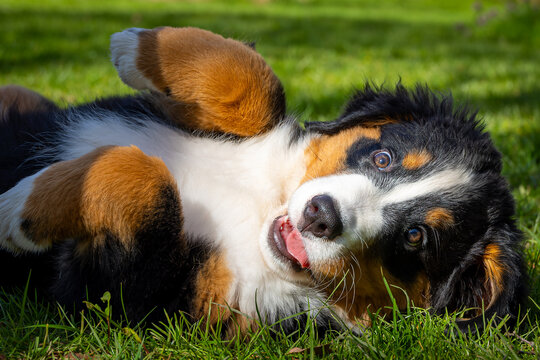 young Bernese Mountain Dog puppy lying on its back - who can resist these brown laughing eyes