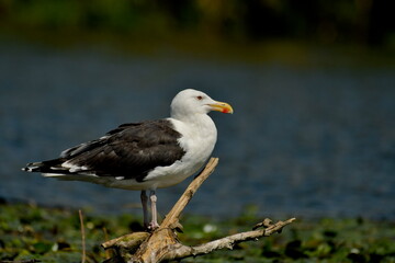 Obraz premium Great black-backed gull (Larus marinus) 