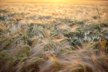 Wheat field at sunset in Europe