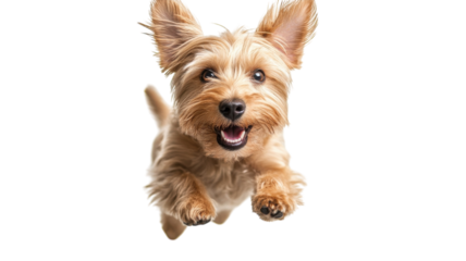 A joyful small dog leaps gracefully in mid-air with its ears flapping on a sunny day