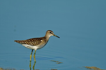 Wood Sandpiper (Tringa glareola) 