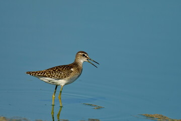 Wood Sandpiper (Tringa glareola) 