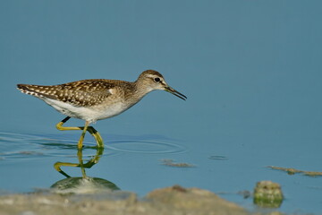 Wood Sandpiper (Tringa glareola) 