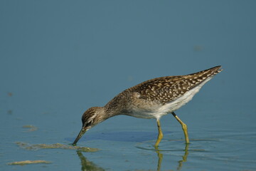 Wood Sandpiper (Tringa glareola) 