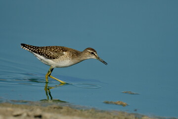 Wood Sandpiper (Tringa glareola) 