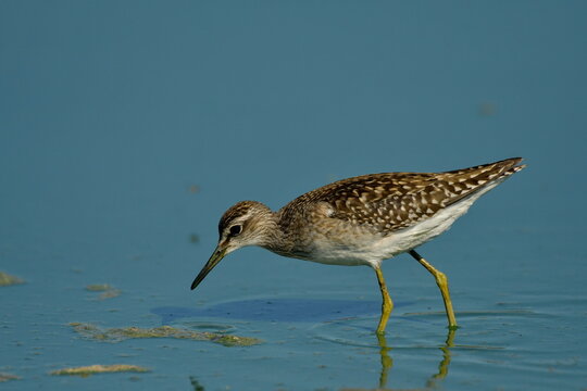 Wood Sandpiper (Tringa glareola) 