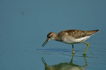 Wood Sandpiper (Tringa glareola) 