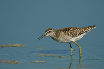 Wood Sandpiper (Tringa glareola) 