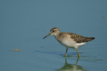 Wood Sandpiper (Tringa glareola) 