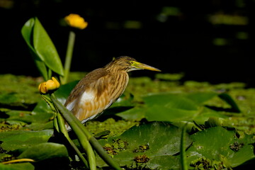 Squacco heron - Ardeola ralloides