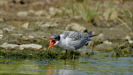 Caspian Tern      -   (Hydroprogne caspia) 