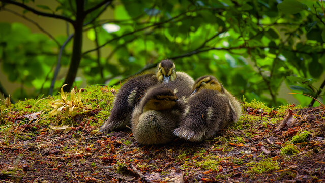 three ducklings sleeping at the edge of a lake, snuggled together dreaming innocently