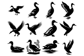 A single duck silhouette swimming in calm water, creating ripples, Duck silhouette - cut out vector icon,  Duck icon vector illustration design, black swan on white, swan, bird, animal, vector,