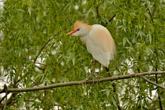 Cattle Egret  - (Bubulcus ibis) 