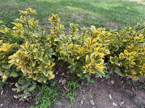 Gold Taflan (Euonymus Japonica Aurea) texture. Microphyllus Aureovariegatus shrub. Japanese spindle tree or Golden  Euonymus japonicus. Golden taflan, Evergreen spindle or Japanese spindle. Close-up.
