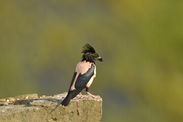 Rosy Starling ( Pastor roseus) 