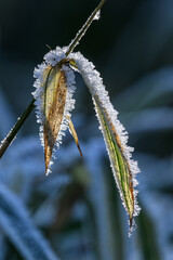 Frost on bamboo leaves outside.

