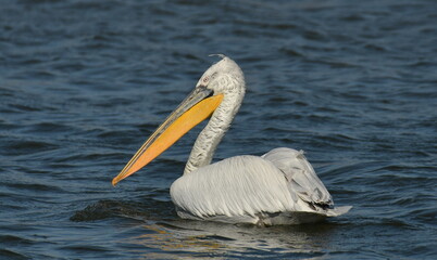 Dalmatian pelican - Pelecanus crispus