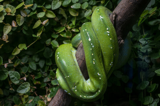 Green curled python on a branch.
